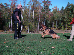 Exceptional Quality German Shepherds for Sale