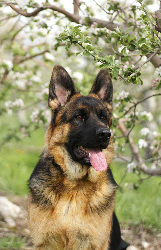 Trained German Shepherd, Trained German Shepherds For Sale, German ...