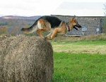 Mika jumping from hay bale